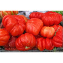 Редкие сорта томатов Ребристый из Флоренции 